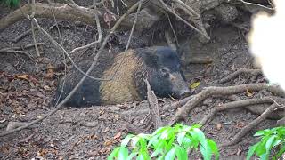 Hunting Australias Biggest Hogs [upl. by Meneau]