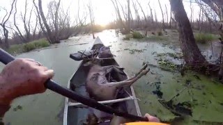 Louisiana WMA 8 Point Whitetail Deer [upl. by Bord588]