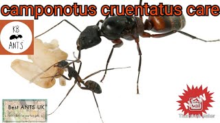 Camponotus Cruentatus Care Carpenter Ants [upl. by Sawyere]