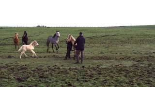 Gruesome scene of horse suffering uncovered [upl. by Klusek]