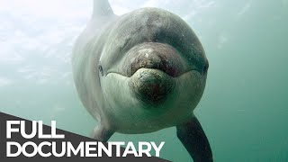 Ocean Stories 3  Dolphins and Whales  Free Documentary [upl. by Yasmin]