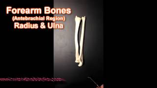 Anatomy of the Radius and Ulna [upl. by Imerej894]