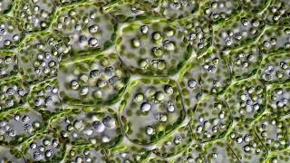 Leaf Cells Through a Microscope [upl. by Anni992]