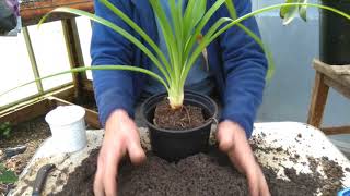 How to pot on agapanthus [upl. by Lairea]