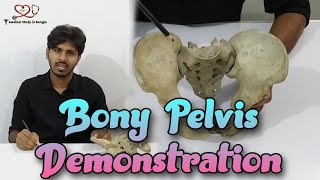 Articulated Pelvis anatomy in bangla  Bony Pelvis demonstration [upl. by Tdnaltroc]