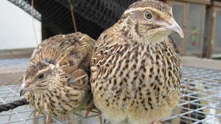 Coturnix Quail  Small Docile Meat And Egg Producers [upl. by Bounds]