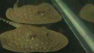 Baby Stingrays [upl. by Ebby890]