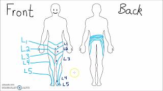 Anatomy  Dermatomes of the Lower Extremity [upl. by Ulda]