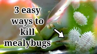 How to remove and kill mealybugs  3 easy ways you can do at home [upl. by Ace]