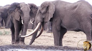 Largest Elephant Tusker In Kruger National park  N’watindlopfu [upl. by Einhorn91]