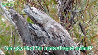 Can you find the camouflaged animals [upl. by Othello]