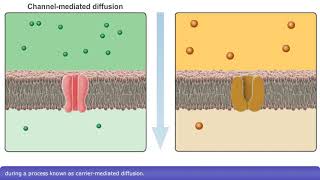 Detailed Animation on Facilitated Diffusion [upl. by Aleahcim]