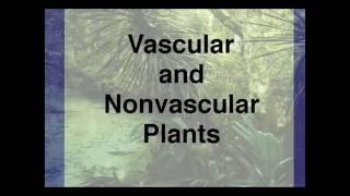 Vascular and Nonvascular Plants [upl. by Sander258]