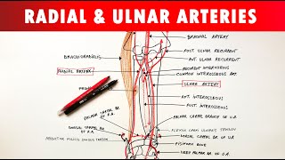 Radial and Ulnar arteries  Course amp Branches  Anatomy Tutorial [upl. by Annaehs712]