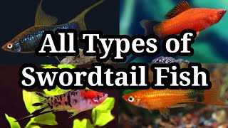 Different Types of Swordtail Fish  29 [upl. by Kan318]