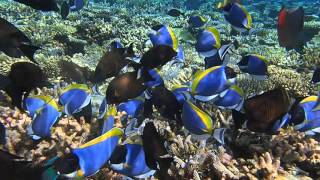 School of Powder Blue Tang and Surgeon Fish  Maldives [upl. by Asilaj497]