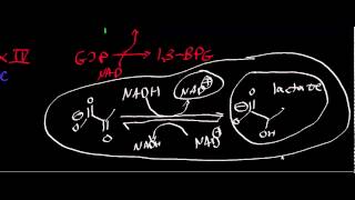 Biochemistry  Lactate Dehydrogenase [upl. by Phillida850]