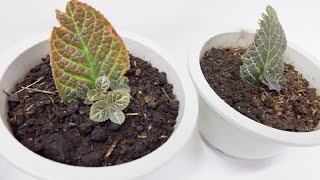 Episcia Cupreata with Babies from Single Leaf Cuttings Propagated in Soil Flame Violet [upl. by Terryl]