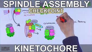 Spindle Assembly Checkpoint  Mitotic Checkpoint [upl. by Mcleroy]