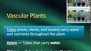 Plant Characteristics Vascular vs Nonvascular amp Seeds vs Spores [upl. by Ashly]