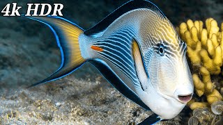 4k Triggerfish amp Surgeonfish Aquarium Underwater Tropical fish Coral reefs Sea Turtles in 4k UHD [upl. by Eiger]