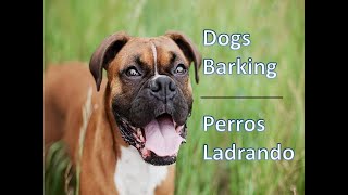 🐕🐶DOGS BARKING to Make your Dog Bark 11 Dog Breeds Barking Sound Effects HD and Puppies [upl. by Yelnoc]