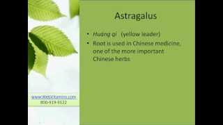 Astragalus Root Benefits Uses Dosage and Side Effects [upl. by Helbonia]