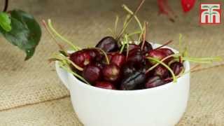 How to grow edible Fuchsia Berry Plants [upl. by Nnagem]