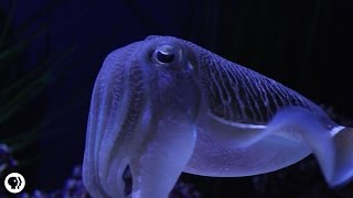 Cuttlefish Disco Camouflage Chameleons of the Sea [upl. by Ayerdna]