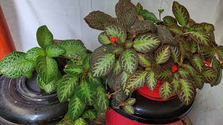 Planta Episcia  Sus Cuidados y Reproducción [upl. by Chastity]