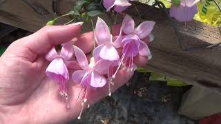 Caring For Fuchsia Plants How To Grow Fuchsia Flowers [upl. by Adlanor]