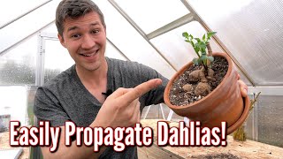 Propagating Dahlias really is EASY [upl. by Aisa]