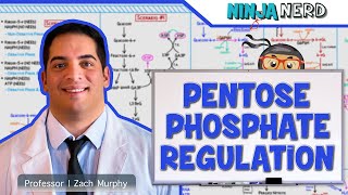 Metabolism  Regulation of Pentose Phosphate Pathway [upl. by Harima345]