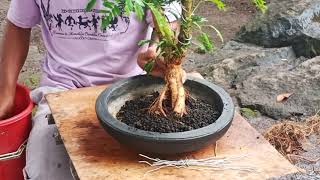 BONSAI  KALIANDRA Calliandra Surinamensis [upl. by Adiuqal201]