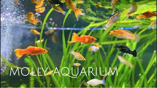 125 Gallon Sailfin Molly Aquarium  Colorful Molly Fish • Sailfin Mollies • Swordtails  1080p HD [upl. by Creedon]