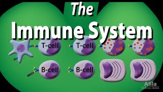 The Immune System Overview Animation [upl. by Humph]