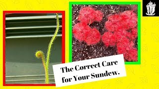 Sundew Care  How to Care for a Sundew [upl. by Schwerin]