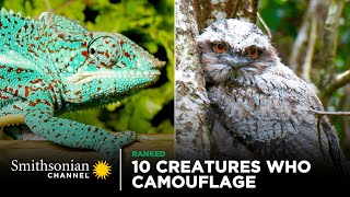 10 Creatures Who Are Camouflage Masters 🦉 Smithsonian Channel [upl. by Afrikah]