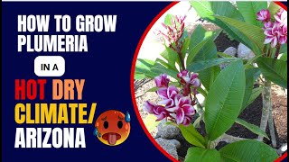 Growing Plumeria in Phoenix Arizona or a Hot Dry Climate [upl. by Anilag]