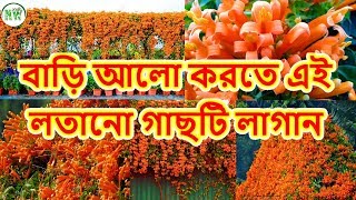 বাড়ি আলো করে রাখতে এই লতানো গাছটি অবশ্যই লাগান। Planting amp Care of venusta climber । [upl. by Aelak943]