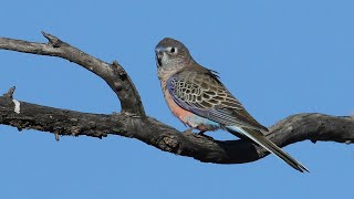 Bourkes Parrot in the wild [upl. by Mara]