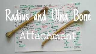 Radius and Ulna Bone 1 Attachment  TCML [upl. by Bethany429]