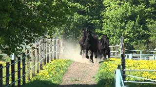 Friesen galoppieren zum Stall  Frisians gallop to the stable [upl. by Lennad]