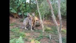 Best Mating Kangaroo [upl. by Aneer]