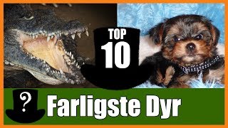 TOP 10 Farligste Dyr i Verdenen [upl. by Earehs6]