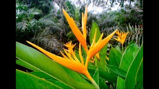 Tropical Heliconias [upl. by Henka]