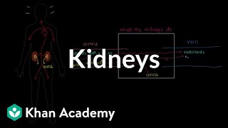 Meet the kidneys  Renal system physiology  NCLEXRN  Khan Academy [upl. by Carey836]