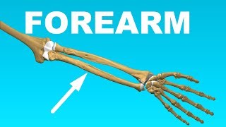 Ulna and Radius  Forearm Overview Bones 7 [upl. by Gascony873]