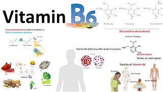 Vitamin B6  structuresource and deficiency associated diseases [upl. by Nospmas]