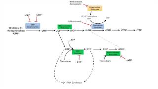 Pyrimidine Synthesis and Salvage Pathway [upl. by Akinor]